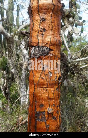 Cactus, Opuntia galapageia, Santa Cruz Island, Galápagos, Ecuador, Südamerika Stockfoto