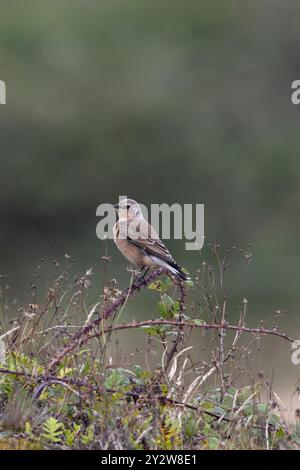 Nördlichen Wheatear (Oenanthe oenanthe) mit blassen Federn Norfolk September 2024 Stockfoto