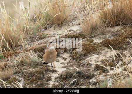 Nördlichen Wheatear (Oenanthe oenanthe) mit blassen Federn Norfolk September 2024 Stockfoto