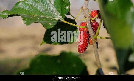 Nahaufnahme von Reifen roten Maulbeeren, die an einem Baumzweig mit Grün hängen Stockfoto