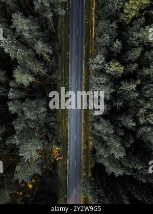 Leere Straße im Wald Stockfoto