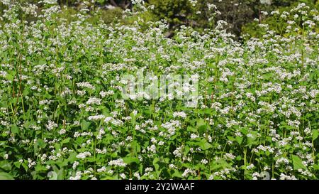 Blühende Buchweizenpflanzen mit weißen Blüten am sonnigen Tag Stockfoto