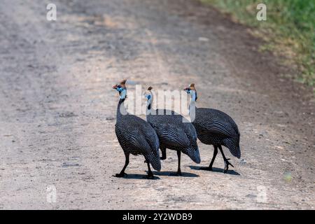 Ein Trio von Guineafowl mit Helm (Numida Meleagris) überquert die Straßen im Lake Nakuru National Park, Kenia Stockfoto