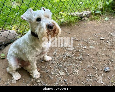 Weißer Miniatur-Schnauzer, der ernst in Zwinger aussieht und auf Schmutz und Felsen vor dem Maschendrahtzaun und Gras sitzt Stockfoto