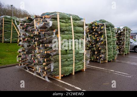 Göteborg, Schweden - november 23 2022: Mit weihnachtsbäumen gefüllte Paletten, die an Kunden verkauft werden können Stockfoto