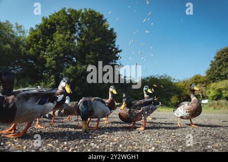 Fütterung der Schwäne und Enten im Marden Quarry Nature Reserve in Cullercoats North Tyneside Stockfoto