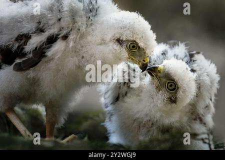 Eine Nahaufnahme von eurasischen sparrowhawk-Küken, die Schnäbel aneinander kleben, vor verschwommenem Hintergrund Stockfoto