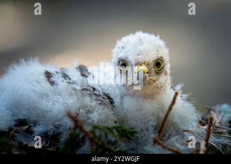 Eine Nahaufnahme von eurasischem sparrowhawk-Küken vor verschwommenem Hintergrund Stockfoto