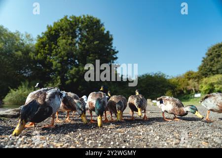 Fütterung der Schwäne und Enten im Marden Quarry Nature Reserve in Cullercoats North Tyneside Stockfoto