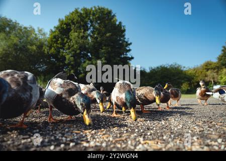 Fütterung der Schwäne und Enten im Marden Quarry Nature Reserve in Cullercoats North Tyneside Stockfoto