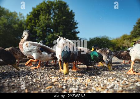 Fütterung der Schwäne und Enten im Marden Quarry Nature Reserve in Cullercoats North Tyneside Stockfoto