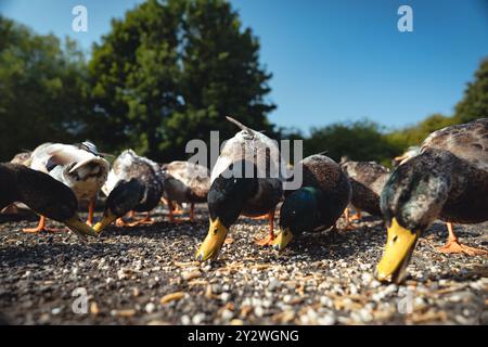 Fütterung der Schwäne und Enten im Marden Quarry Nature Reserve in Cullercoats North Tyneside Stockfoto