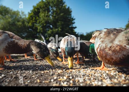 Fütterung der Schwäne und Enten im Marden Quarry Nature Reserve in Cullercoats North Tyneside Stockfoto