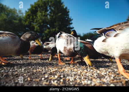 Fütterung der Schwäne und Enten im Marden Quarry Nature Reserve in Cullercoats North Tyneside Stockfoto