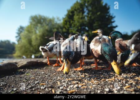 Fütterung der Schwäne und Enten im Marden Quarry Nature Reserve in Cullercoats North Tyneside Stockfoto