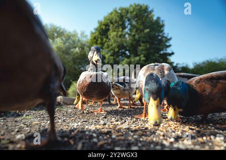 Fütterung der Schwäne und Enten im Marden Quarry Nature Reserve in Cullercoats North Tyneside Stockfoto