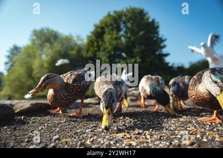 Fütterung der Schwäne und Enten im Marden Quarry Nature Reserve in Cullercoats North Tyneside Stockfoto