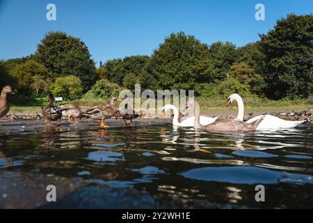 Fütterung der Schwäne und Enten im Marden Quarry Nature Reserve in Cullercoats North Tyneside Stockfoto