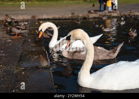 Fütterung der Schwäne und Enten im Marden Quarry Nature Reserve in Cullercoats North Tyneside Stockfoto