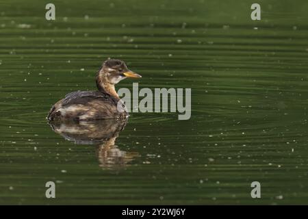 Aus nächster Nähe sehen Sie eine Ente, die in einem ruhigen, grünen See schwimmt und sich wunderbar auf dem Wasser spiegelt. Stockfoto