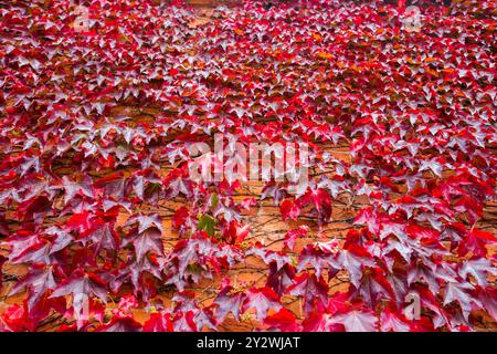 Ziegelmauer mit Bostoner Efeu, die Blätter färben sich in ihre herbstrote Farbe. Stockfoto