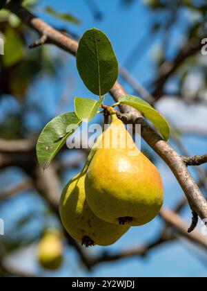Eine Nahaufnahme reifer Birnen, die an einem Ast mit grünen Blättern hängen Stockfoto