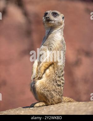 Eine Nahaufnahme eines Erdmännchens auf seinen Hinterbeinen mit verschwommenem Hintergrund Stockfoto