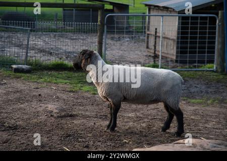 Ein Suffolk-Schaf, das in einem umzäunten Bereich auf einer Farm mit einer Scheune im Hintergrund in Australien steht Stockfoto