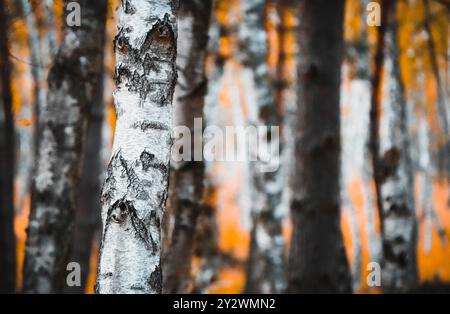 Birkenwald im Naturschutzgebiet Wahner Heide bei Köln Stockfoto