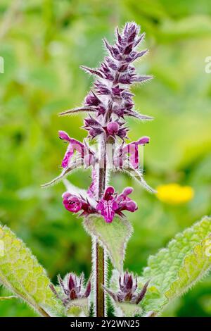 Hedge Woundwort (stachys sylvatica), Nahaufnahme eines einzelnen isolierten Dorns der violetten Blüten des Waldes und der Wegespflanze. Stockfoto