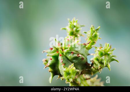 Detail der grünen saftigen Pflanze euphorbia endemisch in Südafrika, auch bekannt als afrikanischer oder indischer Maiskolben Stockfoto