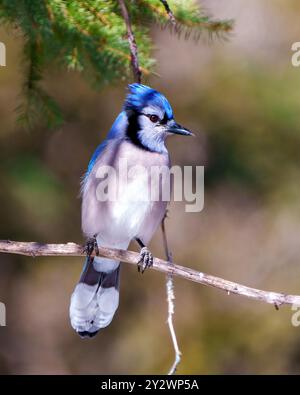 Blue Jay aus nächster Nähe, hoch oben auf einem Zweig mit verwischtem Waldhintergrund in seiner Umgebung und seinem Lebensraum und mit blauen Federn. Stockfoto