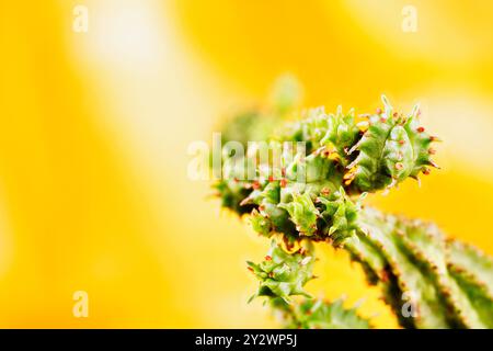 Detail der grünen saftigen Pflanze euphorbia endemisch in Südafrika, auch bekannt als afrikanischer oder indischer Maiskolben Stockfoto