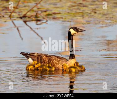 Kanadische Gänse mit Gosling-Babys, die in ihrer Umgebung und ihrem Lebensraum mit Seerosenpolstern schwimmen und ihren Tag genießen. Gänsebild. Porträt. Stockfoto