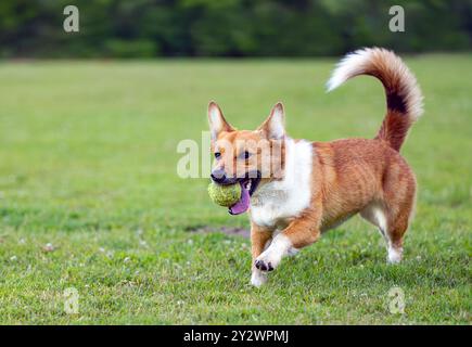 EIN CORGI-RINDERHUND LÄUFT AUF MERCER ISLAND WASHINGTON AUF EINEM GRASFELD MIT EINEM BALL IM MUND MIT HELLEN AUGEN UND EINEM VERSCHWOMMENEN HINTERGRUND Stockfoto