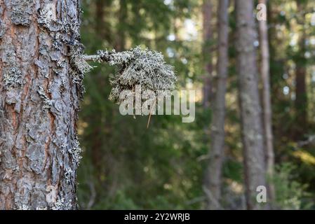 Nahaufnahme eines Kiefernzweigs mit Lava Pseudevernia furfuracea, allgemein bekannt als Baummoos, schönes Bokeh im Hintergrund. Fokus auf den Vordergrund. Stockfoto