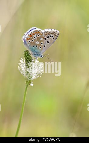 Adonis Blue male – Lysandra bellargus oder Polyommatus bellargus Stockfoto