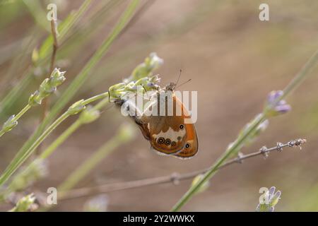 Pearly Heath Butterfly Paarungspaar - Coenonympha arcania Stockfoto