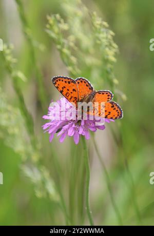 Gefleckter Fritillary- oder Rotband-Fritillary-Schmetterling männlich - Melitaea didyma Stockfoto