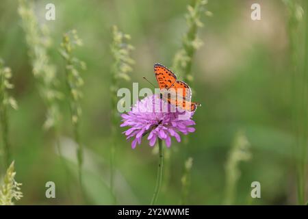 Gefleckter Fritillary- oder Rotband-Fritillary-Schmetterling männlich - Melitaea didyma Stockfoto