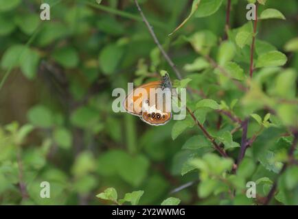 Pearly Heath Butterfly - Coenonympha arcania Stockfoto