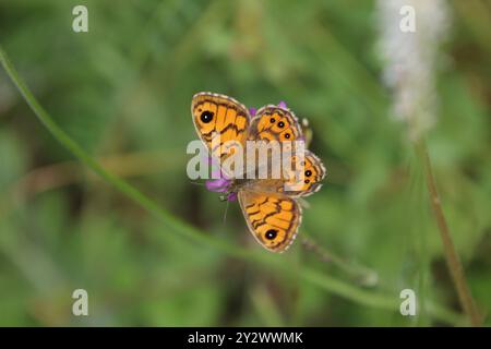 Wall Brown Butterfly Weibchen - Lasiommata megera Stockfoto