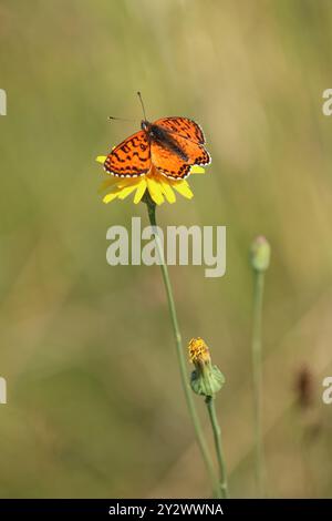 Gefleckter Fritillary- oder Rotband-Fritillary-Schmetterling männlich - Melitaea didyma Stockfoto