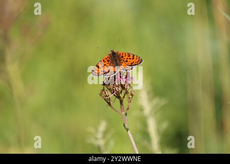 Gefleckter Fritillary- oder Rotband-Fritillary-Schmetterling männlich - Melitaea didyma Stockfoto