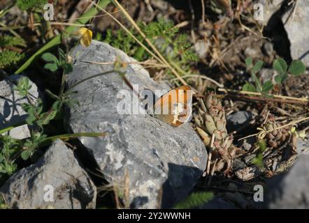 Pearly Heath Butterfly - Coenonympha arcania Stockfoto