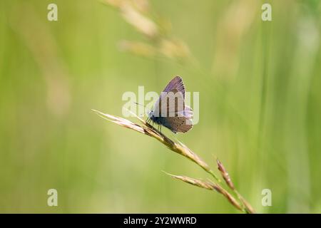 Mazarine Blue männlich - Cyaniris semiargus Stockfoto