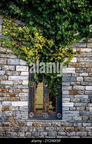 Eine alte Steinmauer mit einem Fenster, das teilweise mit grünem Efeu bedeckt ist, zeigt einen rustikalen und Vintage-Look. Stockfoto