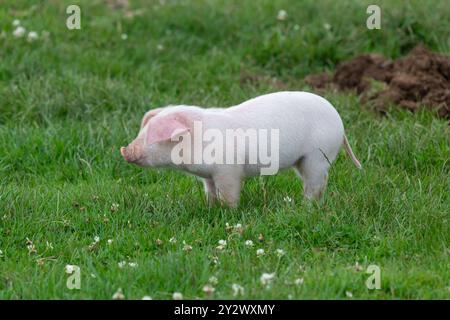 Porträt eines britischen Landrassen-Ferkels Stockfoto