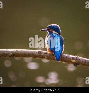 Ein lebendiger eisvogel, der auf einem Ast über einem ruhigen Gewässer thront und sein markantes blau-oranges Gefieder zeigt. Stockfoto