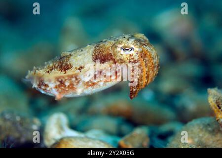 Juveniler Broadclub Tintenfisch (Sepia Latimanus). Ambon, Indonesien Stockfoto